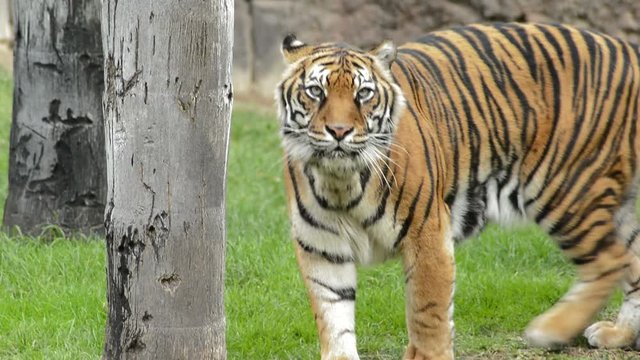 Sumatran Tiger walking - Panthera tigris sumatrae