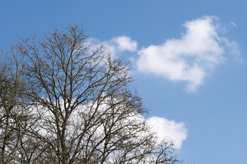Kahle Baumkrone im Frühling vor einem blauen Himmel