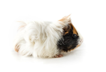 Guinea pig isolated on white background