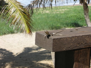 a lizard sunbathing and wondering