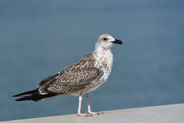 Thin and possibly sickly seagull of motley colors, stands on the level surface of the stone parapet
