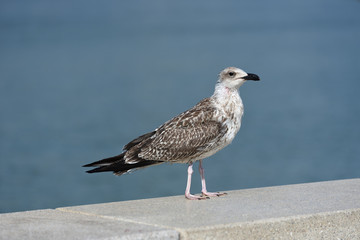 Thin and possibly sickly seagull of motley colors, stands on the level surface of the stone parapet