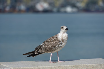 Thin and possibly sickly seagull of motley colors, stands on the level surface of the stone parapet