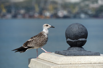 Thin and possibly sickly seagull of motley colors, stands on the level surface of the stone parapet