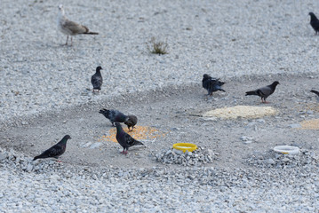 Wild pigeons eat in a manger made by people on earth