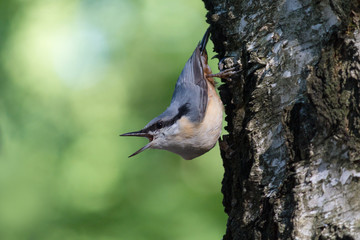 Nuthatch extracts food sitting on the side of the tree. Birds