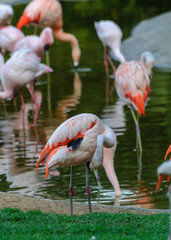 pink flamingos on the lawn