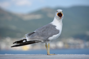 A beautiful and clean seagull is white and gray color with an open mouth on an even surface. Gray-white seagull on a blurred background