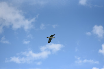 The seagull flies its wings wide against the blue sky with clouds