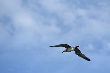 The seagull flies its wings wide against the blue sky with clouds