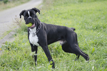 Boxer jugando a la pelota