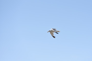 A seagull is flying against a blue sky with clouds