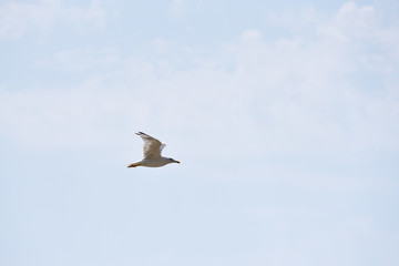 A seagull is flying against a blue sky with clouds