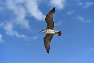 The seagull flies its wings wide against the blue sky with clouds