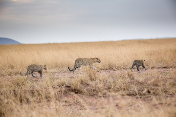 Leopardin mit zwei Jungtieren