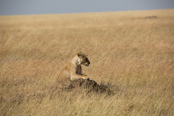 Löwe (Panthera leo)