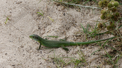 Lézard vert sur l'île de Houat