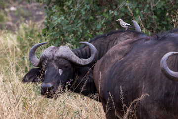 Naklejka premium Kaffernbüffel