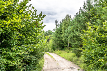Fototapeta premium Path through green forest in spring, landscape