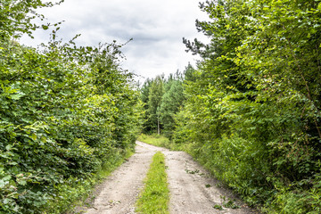 Fototapeta na wymiar Path through green forest in spring, landscape