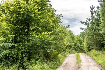 Path through green forest in spring, landscape