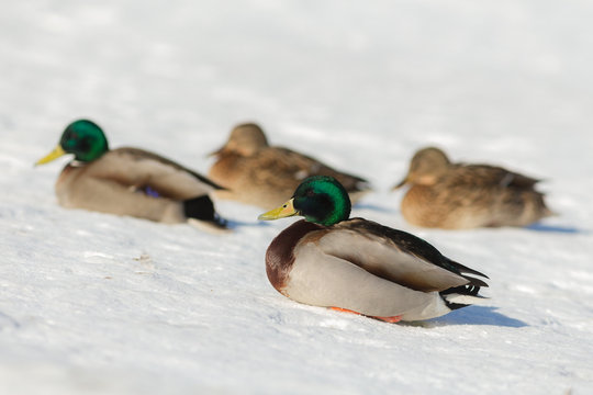 ducks on the snow