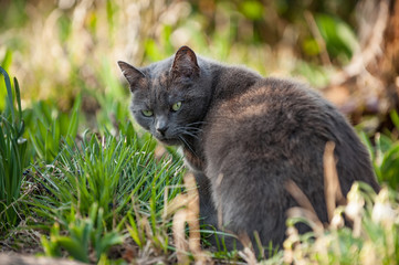 Naklejka na ściany i meble Katze sitzt beobachtend im Garten