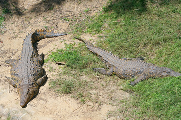 Two crocodiles lie on the floor of the farm.