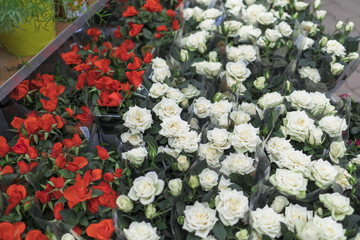 bouquet of red and white roses in the store