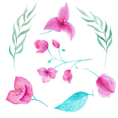 Bouganvillea flower watercolor collection on white background. Can be used for card,decoration,invitation,printing.