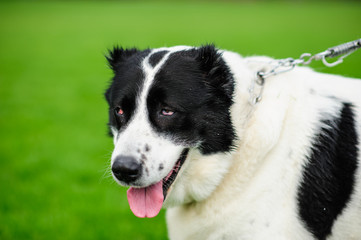 Portrait of a beautifull dog over green blurred background