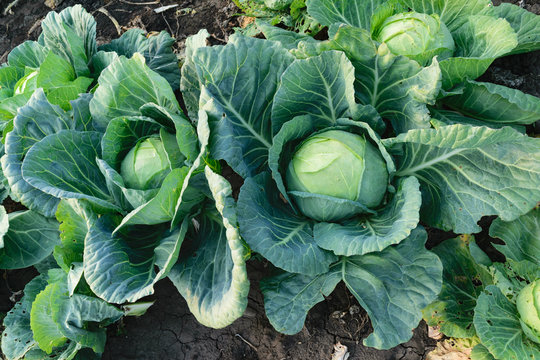 organic vegetable farming - back garden white cabbage agriculture