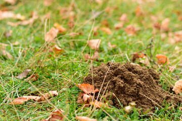 mole hole on the green grass in fall time with copy space