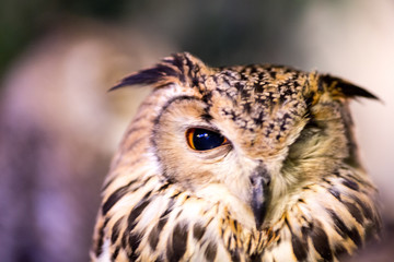 ウインクフクロウ