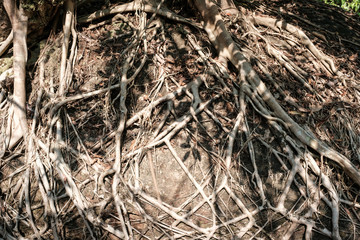Top view of The roots tree with sun light