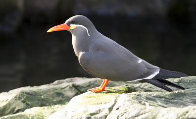 Inca Tern