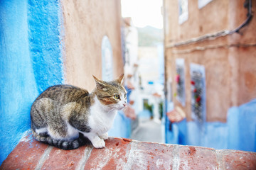 Beautiful stray cats sleep and walk in the streets of Morocco. Beautiful fairy-tale streets of...