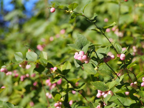 Symphoricarpos x chenaultii 'Kolmaswet' Magical Sweet - Chenault coralberry