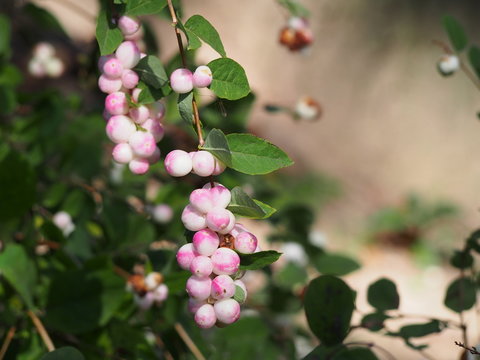 Symphoricarpos x chenaultii 'Kolmaswet' Magical Sweet - Chenault coralberry
