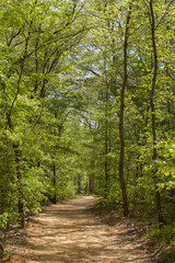 Fototapeta na wymiar Vertical photo of a footpath through green leafy trees