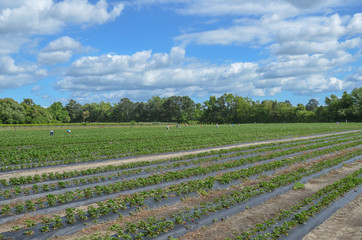Fototapeta na wymiar Large strawberry field with people picking ripe berries in the distance