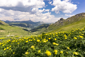 Fototapeta na wymiar Yellow summer flowers on the background of the Dolomites. Italy.
