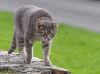 Naklejka na ściany i meble A pale gray tabby cat with golden eyes walking atop a low stone wall
