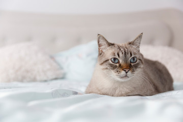 Fototapeta na wymiar Metis cat portrait. Front view of a beautiful European cat resting on the bed.