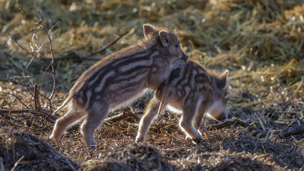 Young wild Boar