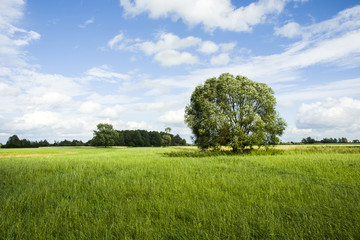Tree on a green meadow and blue sky