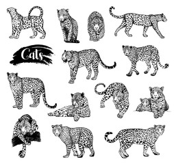 Big set of hand drawn sketch style leopards isolated on white background. Vector illustration. - obrazy, fototapety, plakaty