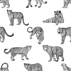 Seamless pattern of hand drawn sketch style leopards isolated on white background. Vector illustration.