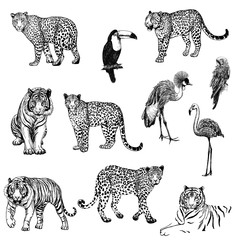 Big set of hand drawn sketch style leopards, tigers and exotic birds isolated on white background. Vector illustration.