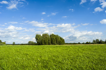 Group of trees and a green meadow